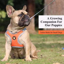 Load image into Gallery viewer, Adjustable Dog Harness Vest and Leash Set for Small, Medium Dogs No Pull, Step in Escape Proof Reflective Easy Walk Puppy Harness, Black, S (Comes with A Measuring Tape)