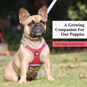 Adjustable Dog Harness Vest and Leash Set for Small, Medium Dogs No Pull, Step in Escape Proof Reflective Easy Walk Puppy Harness, Black, S (Comes with A Measuring Tape)
