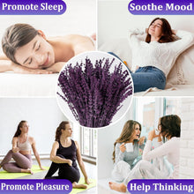 Load image into Gallery viewer, 2 Bundles of 350 Stems Dried Purple Lavender Flowers, 16-17 Inch Prese